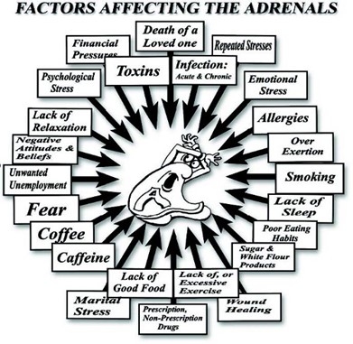 Chiropractic Minnetonka MN Factors Affecting The Adrenals